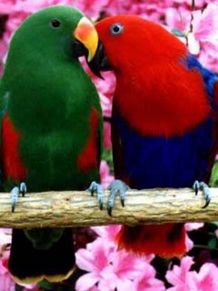 Animal Wallpapers 0014